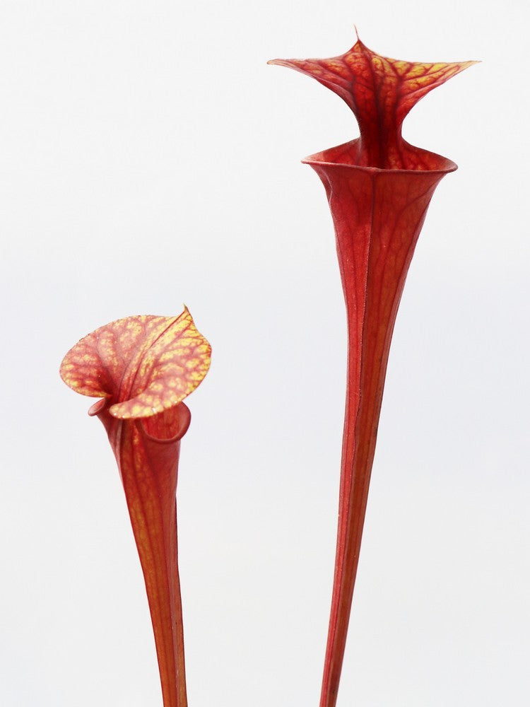 Sarracenia flava var. atropurpurea SFA03