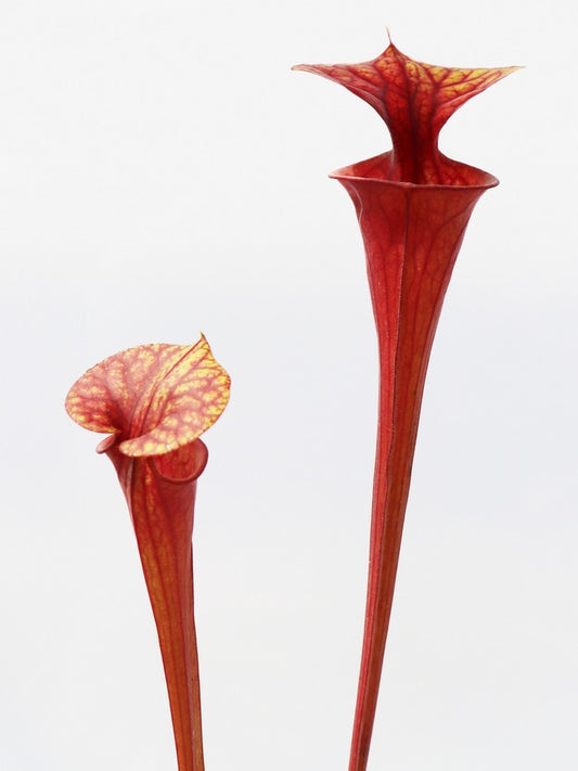 Sarracenia flava var. atropurpurea SFA03