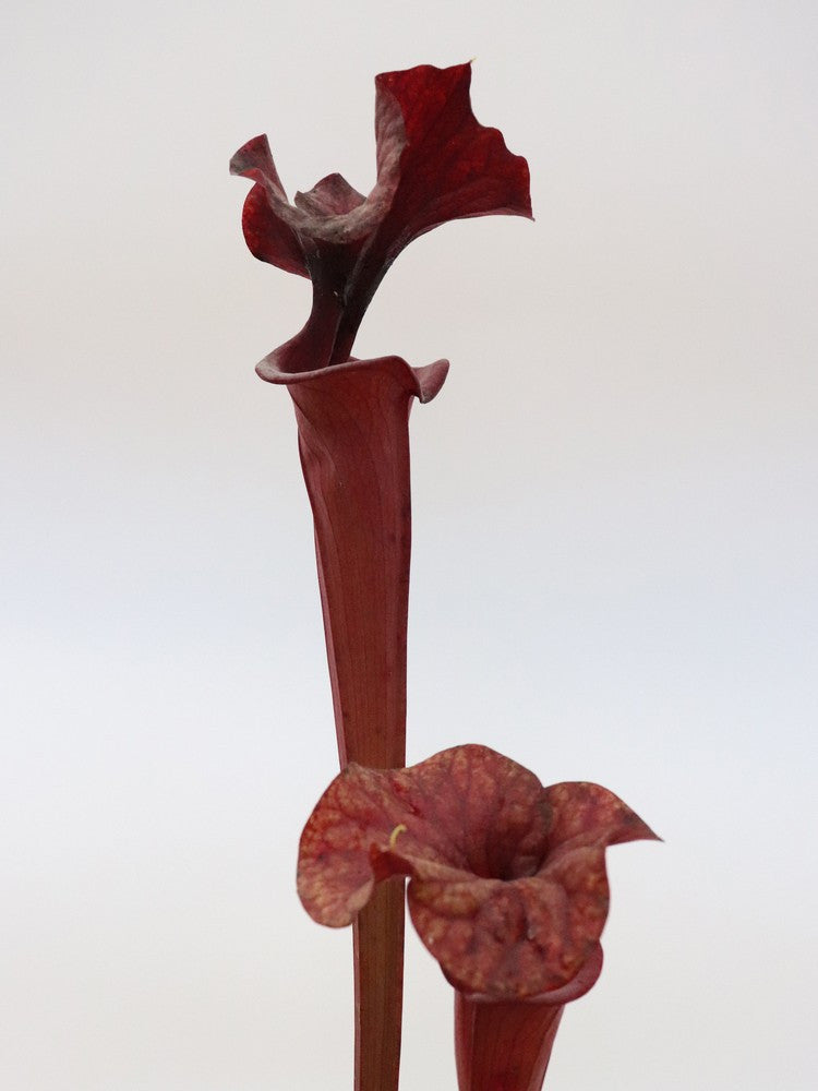 Sarracenia flava var. atropurpurea  F198 MK