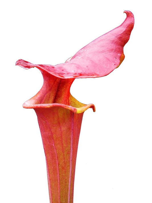 Sarracenia flava var. atropurpurea , Cooks Bayou