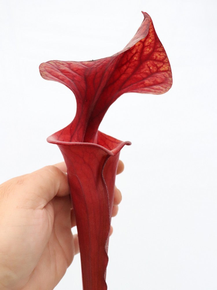 Sarracenia flava var. atropurpurea , Sumatra