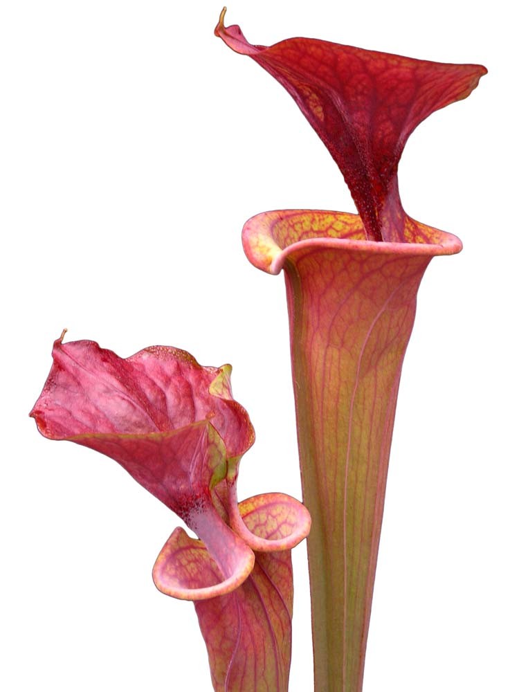 Sarracenia flava var. atropurpurea  ipf96 A.Selwin