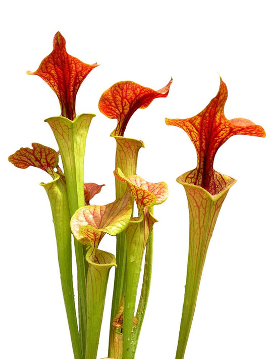 Sarracenia flava var. cuprea  F10 MK