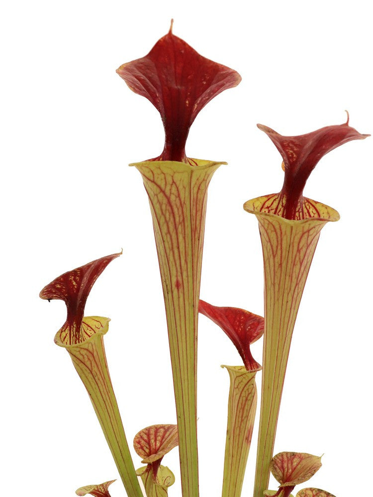 Sarracenia flava var. cuprea  F216 MK