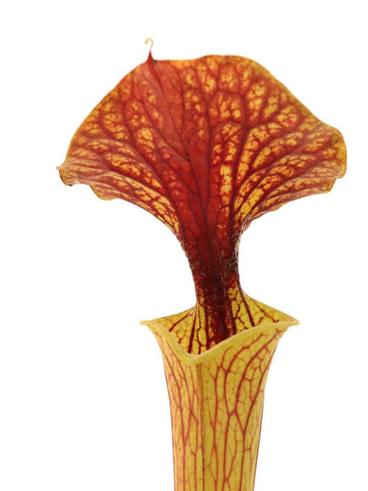 Sarracenia flava var. cuprea  FL69 RVO