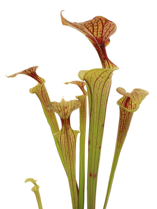 Sarracenia flava var. cuprea  F CU 01  PJ Plants