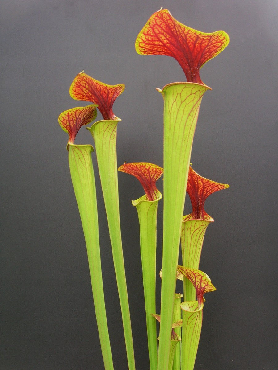 Sarracenia flava var. cuprea Marsure clone