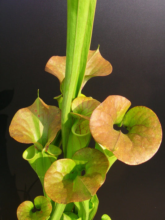 Sarracenia flava var. cuprea  "Typical form"