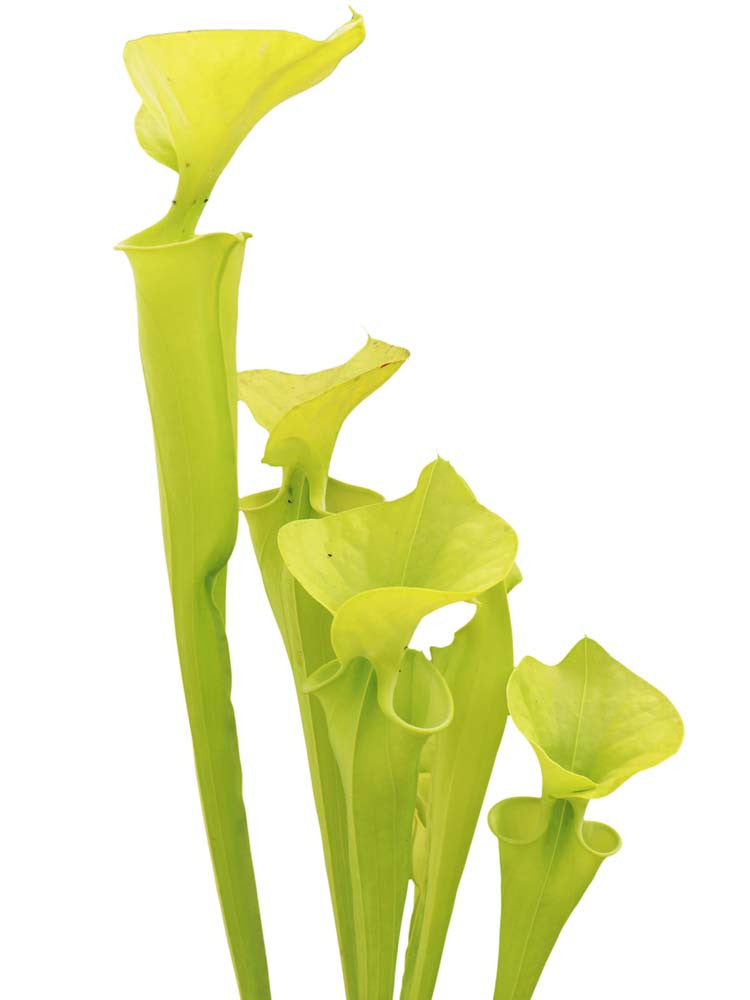 Sarracenia flava var. maxima  F3 MK