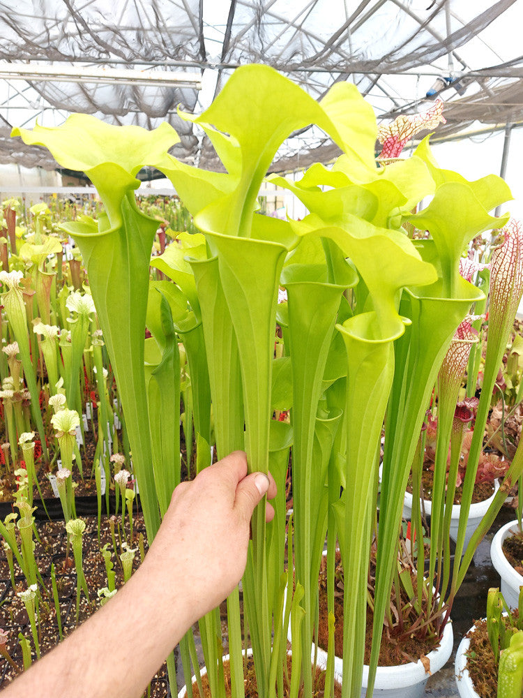 Sarracenia flava var. maxima  F64 PW