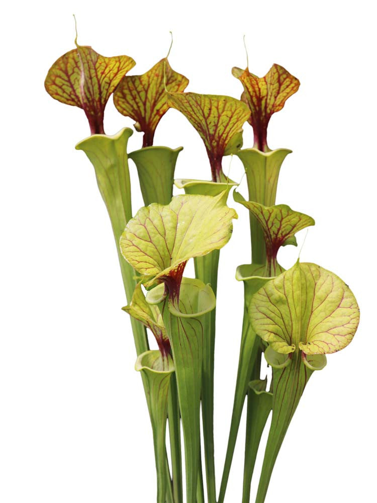 Sarracenia flava var. ornata Ex Marston Exotics