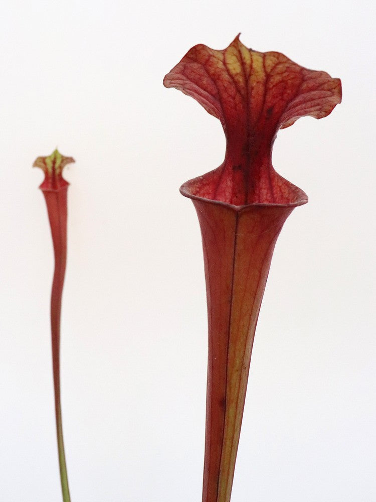 Sarracenia flava var. ornata F197 MK