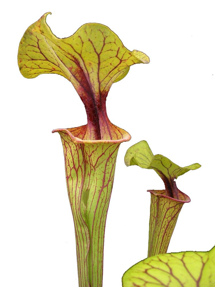 Sarracenia flava var. ornata F208 MK