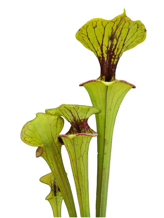 Sarracenia flava var. ornata F276 MK "Pocohontas"