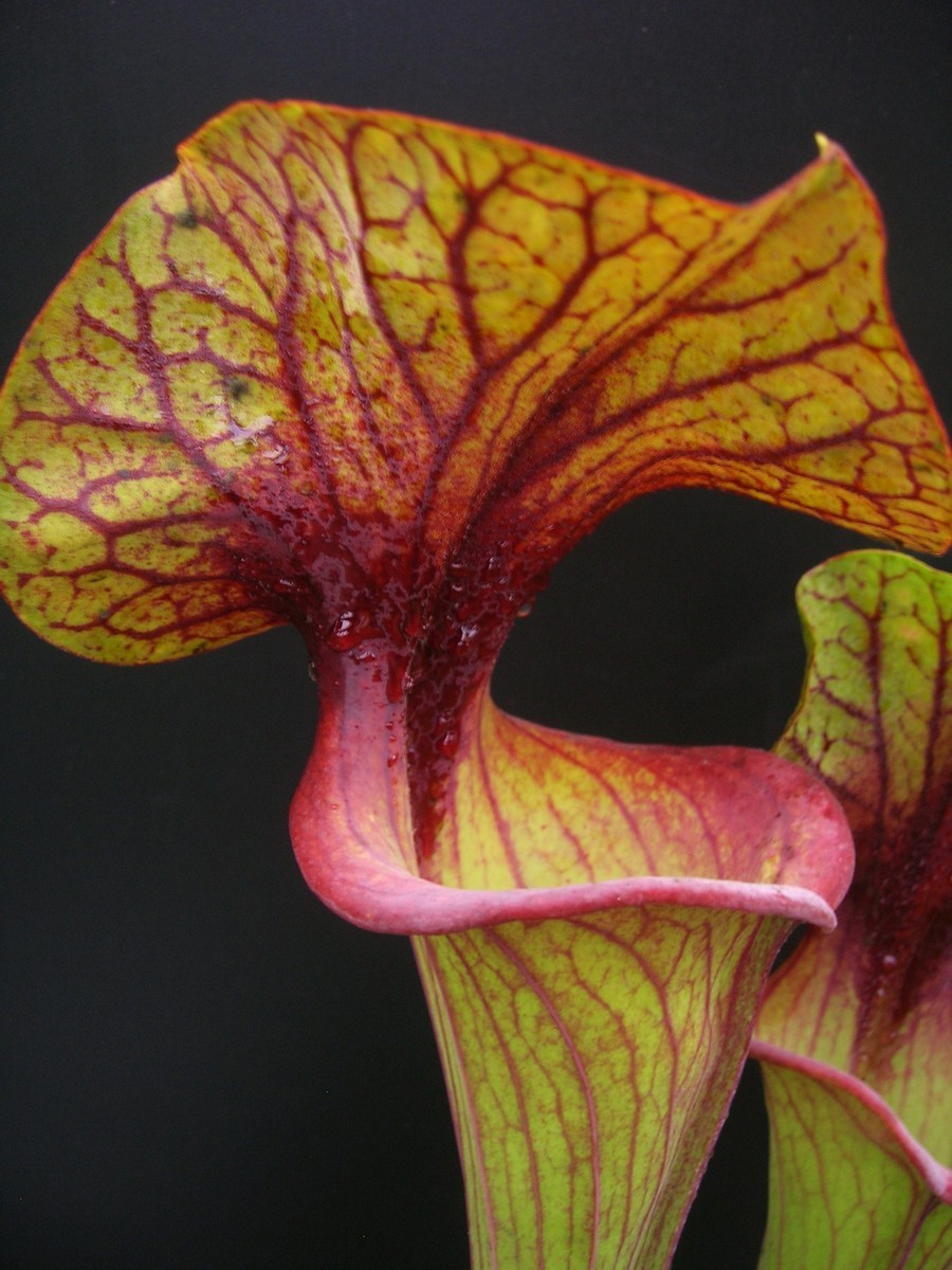 Sarracenia flava var. ornata F28 L SRBA