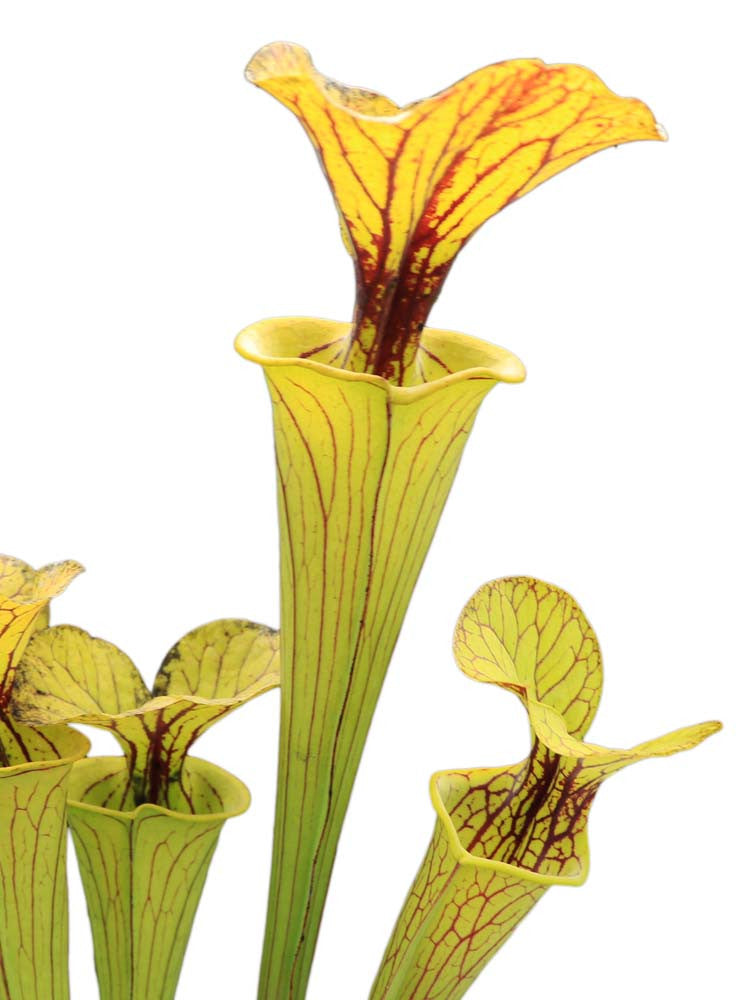 Sarracenia flava var. ornata "Golden"