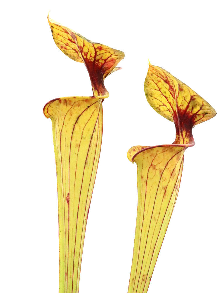 Sarracenia flava var. ornata "Inglesina"