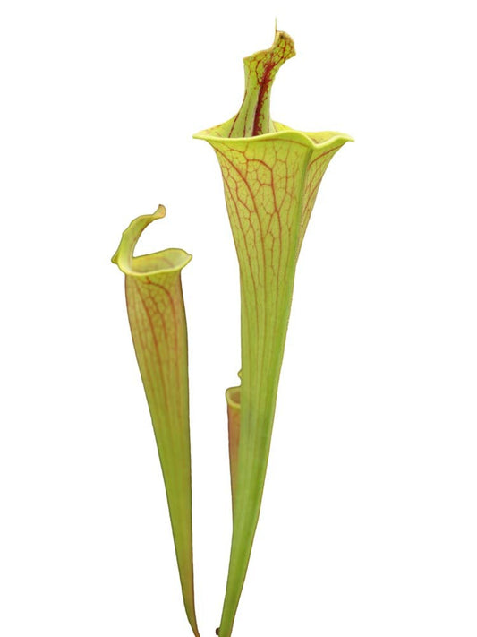 Sarracenia flava var. ornata "Lidless"   F221 MK