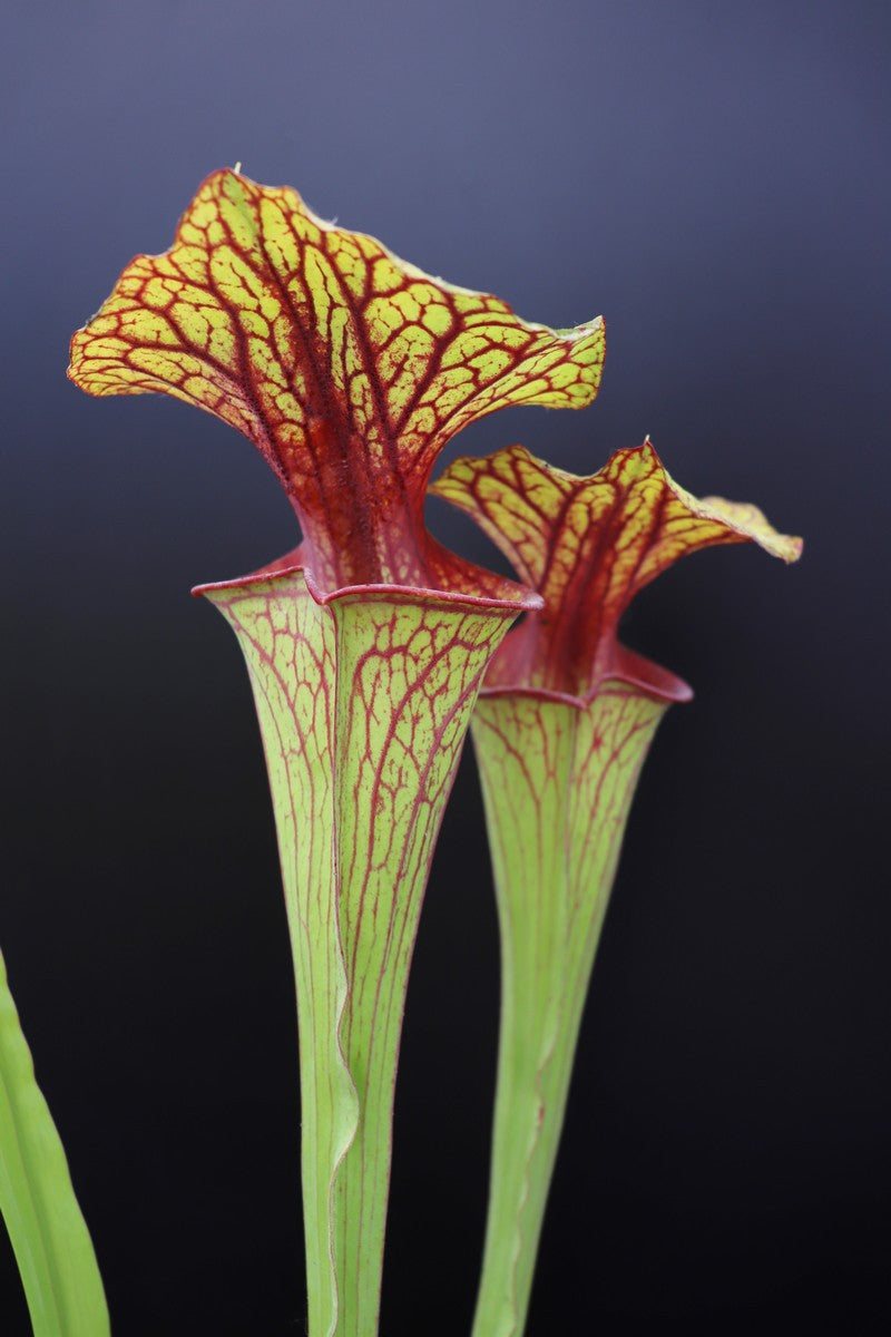 Sarracenia flava var. ornata "Strong veined" D.Svarc
