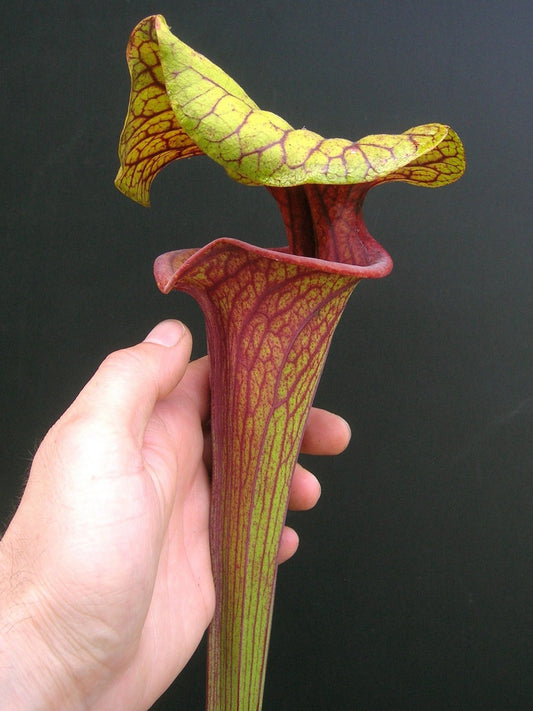 Sarracenia flava var. ornata  "Dipping lid" F87 MK