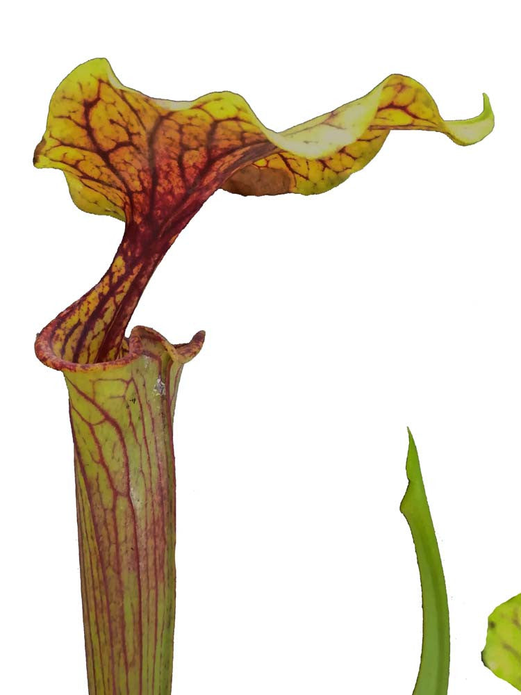 Sarracenia flava var. ornata F11B Srba