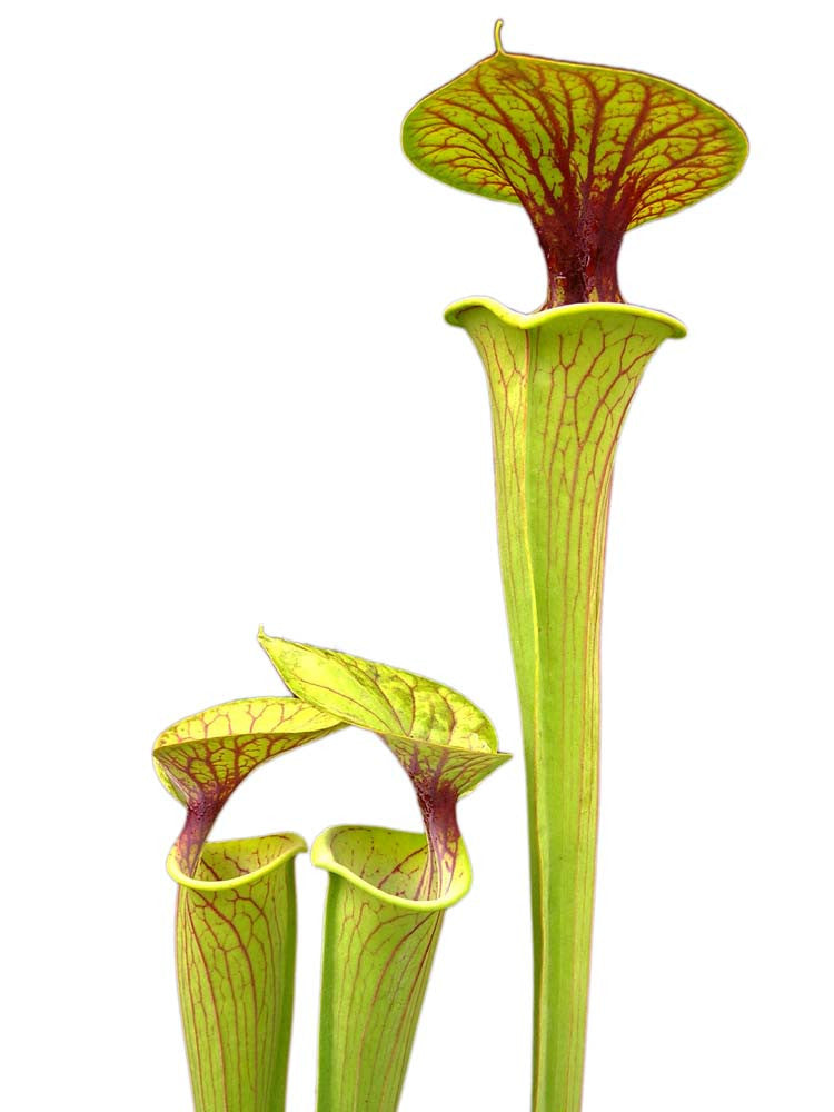 Sarracenia flava var. ornata  F123 MK