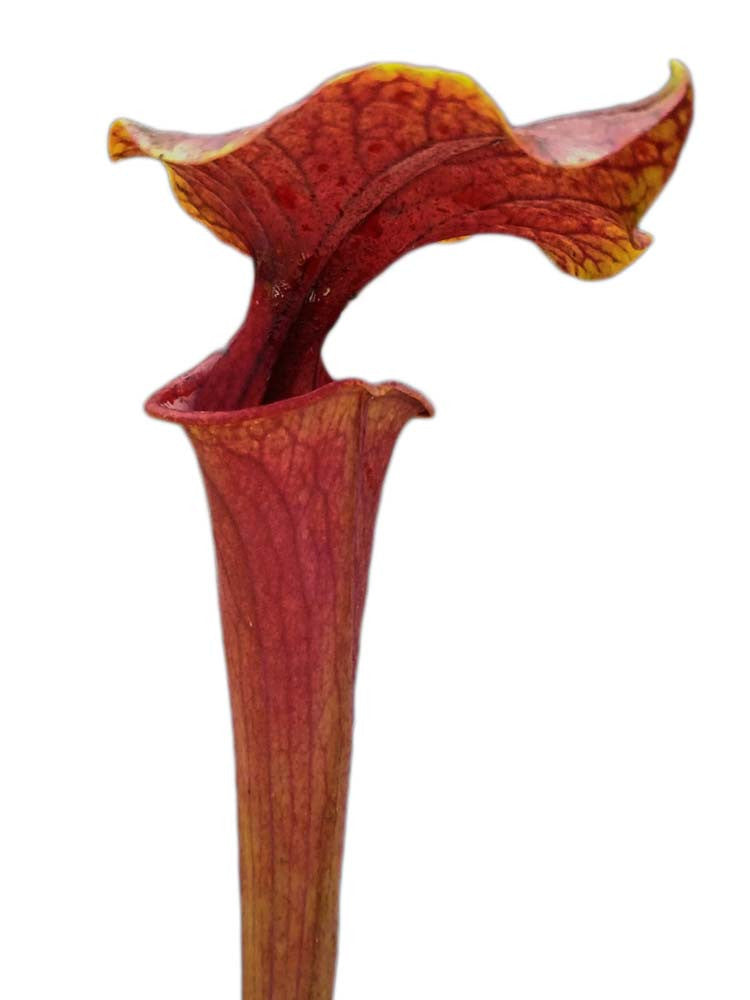 Sarracenia flava var. ornata  F144 MK