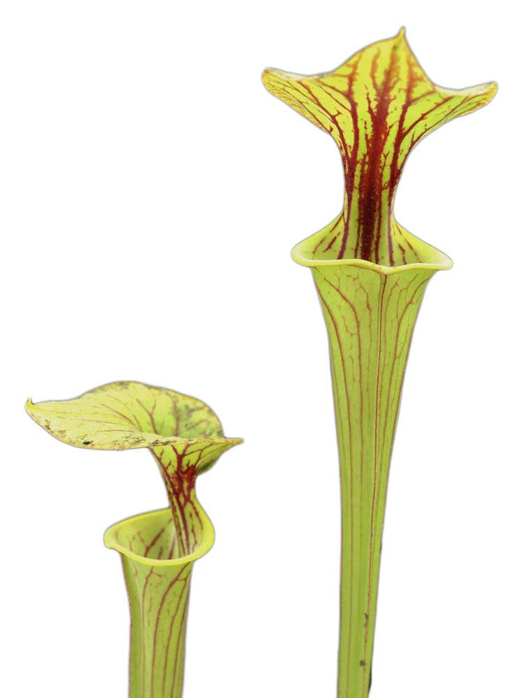 Sarracenia flava var. ornata F156 MK