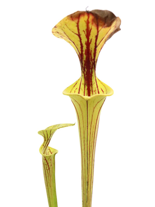 Sarracenia flava var. ornata  F185 MK