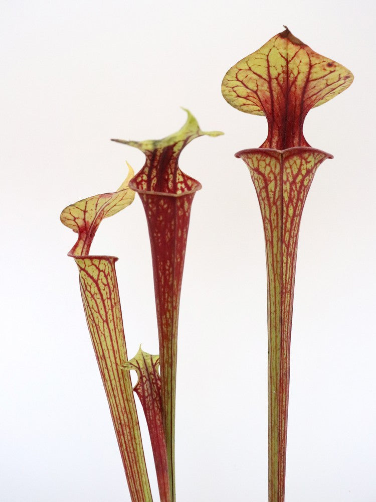 Sarracenia flava var. ornata F203 MK