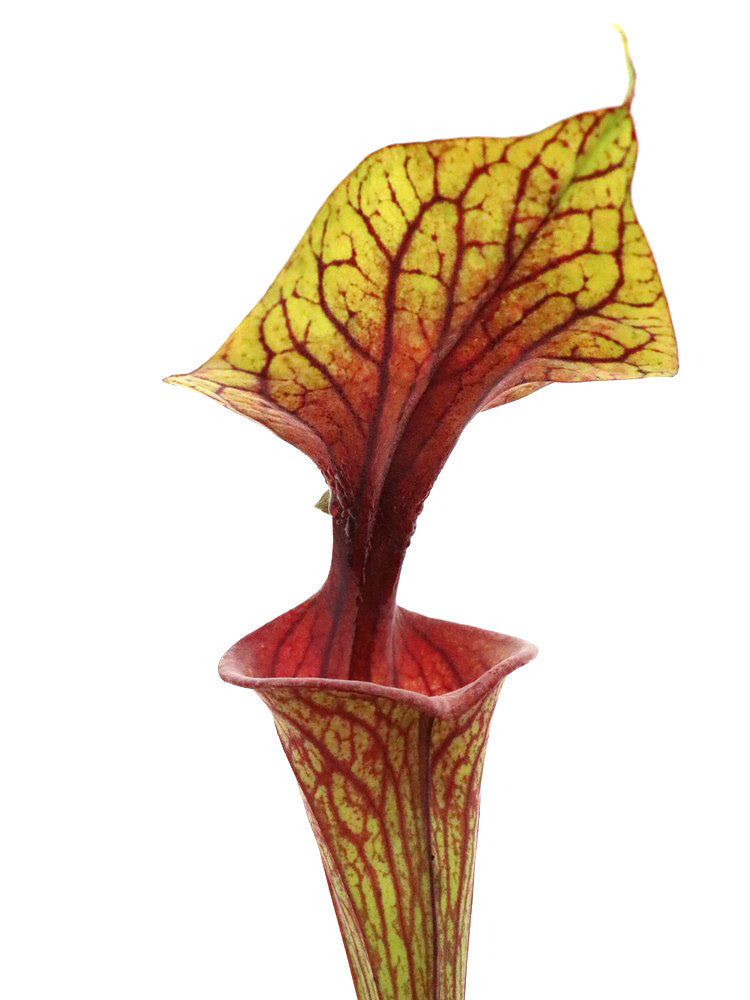 Sarracenia flava var. ornata F220 MK