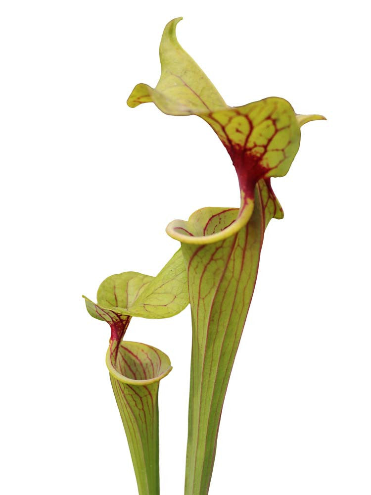 Sarracenia flava var. ornata F272 MK