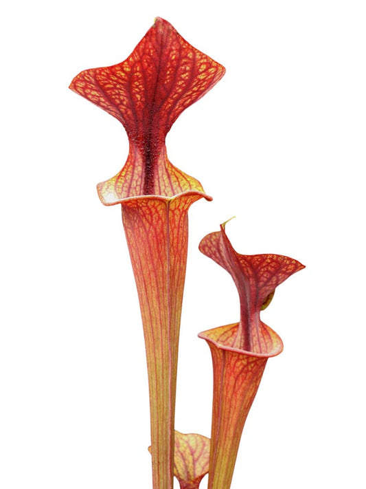 Sarracenia flava var. ornata  F47 MK