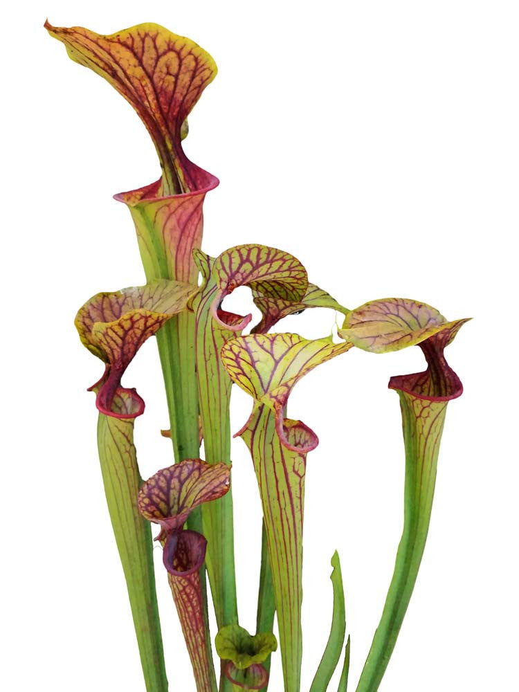 Sarracenia flava var. ornata F77S Srba
