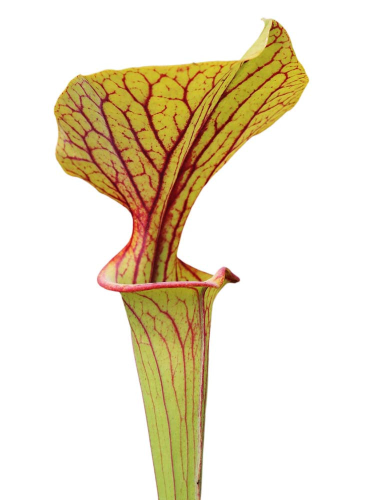Sarracenia flava var. ornata F86 MK