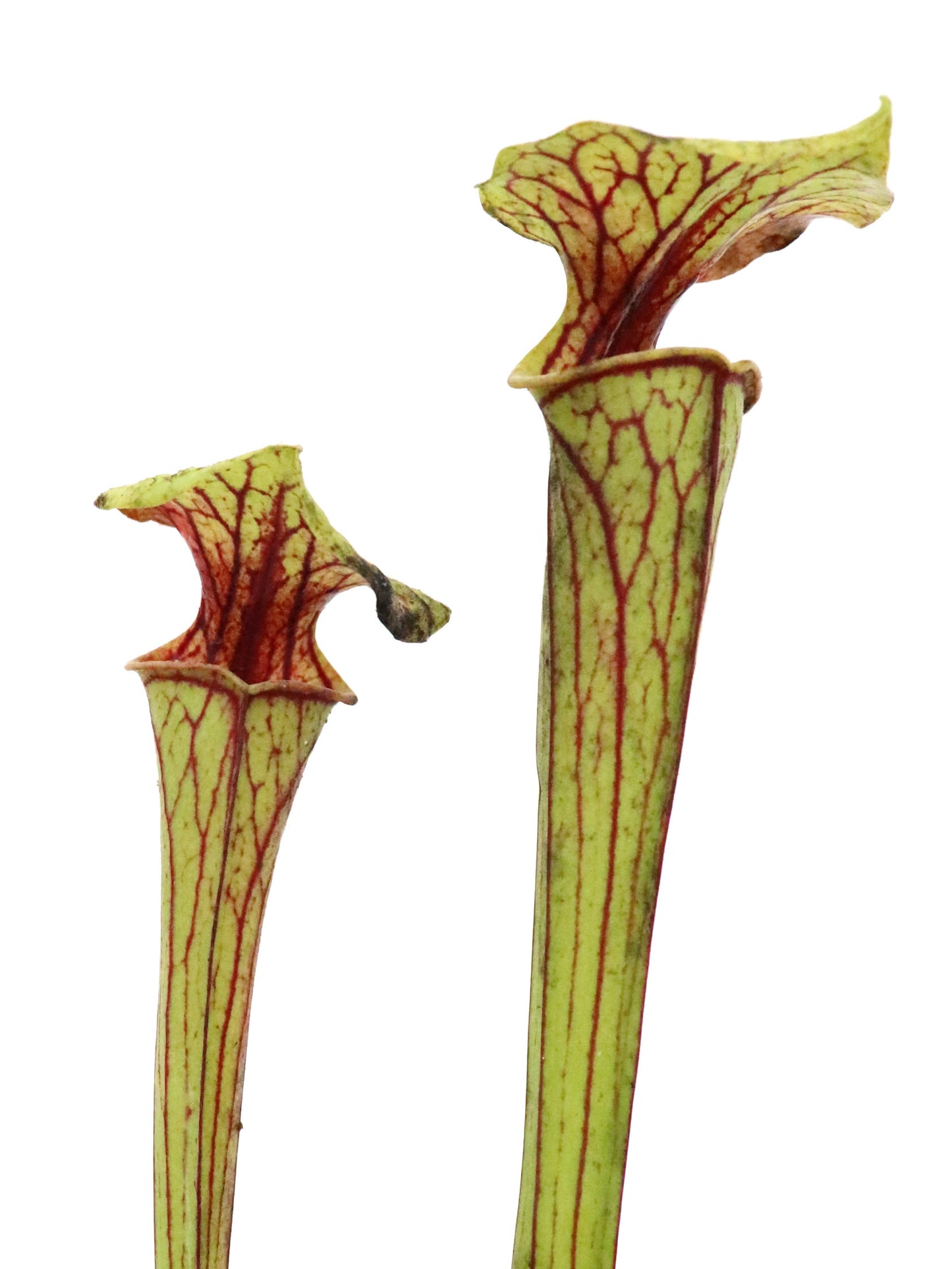 Sarracenia flava var. ornata FL53 RVL
