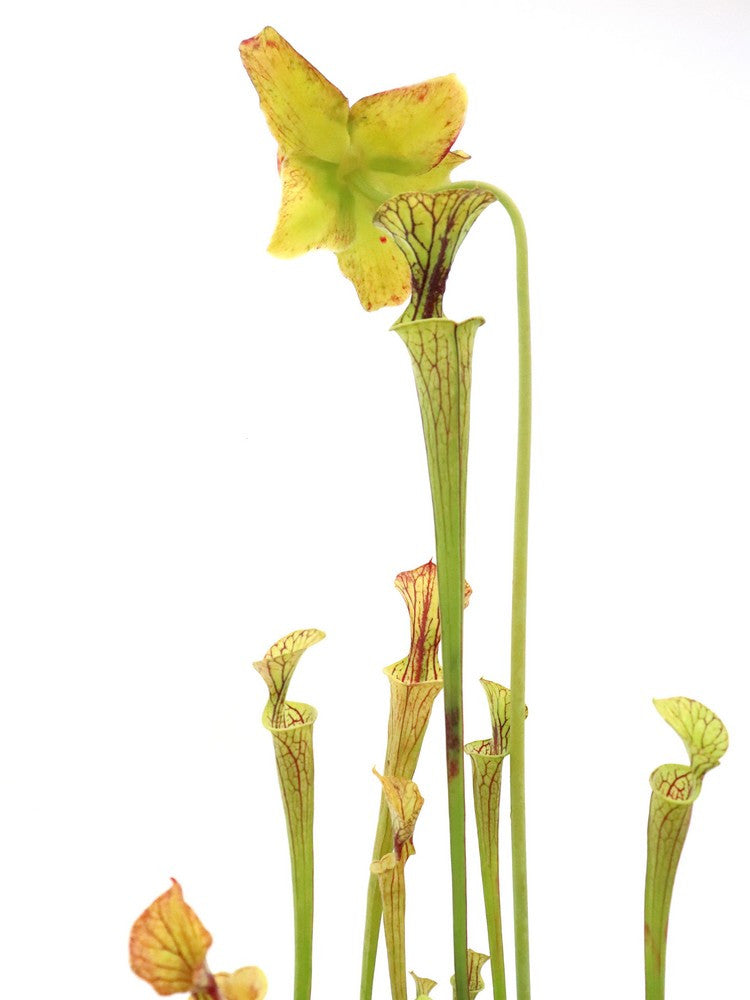 Sarracenia flava var. ornata " Filiformis "