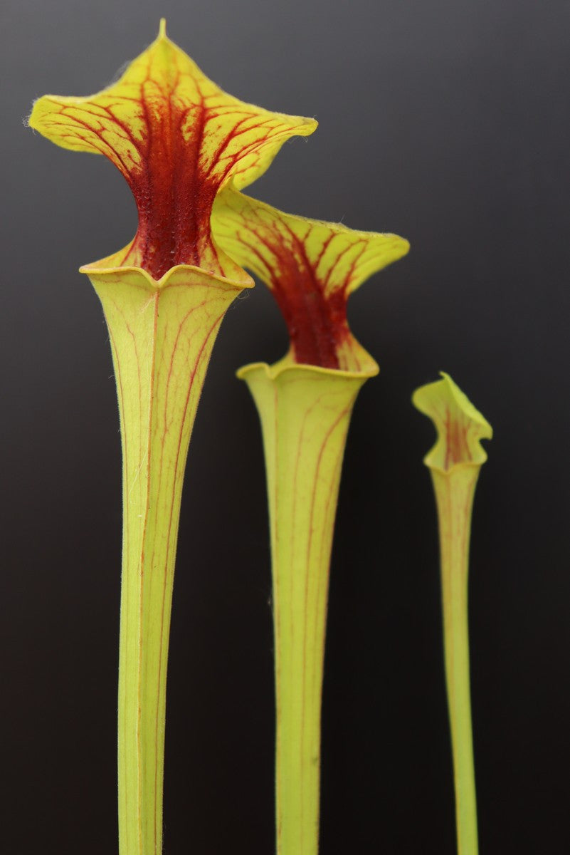 Sarracenia flava var. ornata  Very strong throat patch  F39 MK