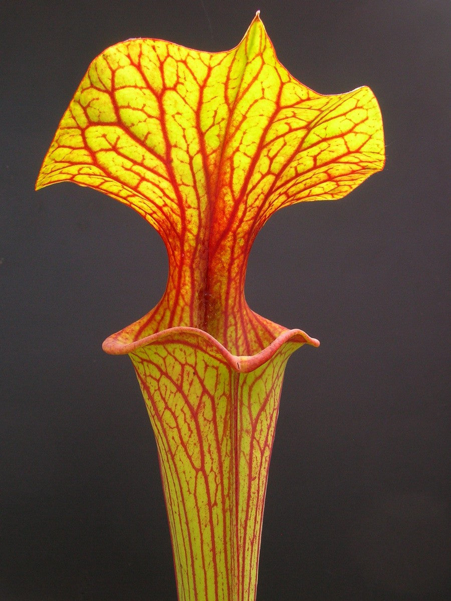 Sarracenia flava var. ornata , Apalachicola national park (Ermacora)