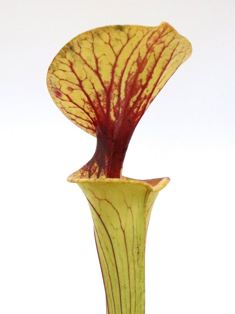 Sarracenia flava var. ornata , Heavy black vein , Dr.Konig