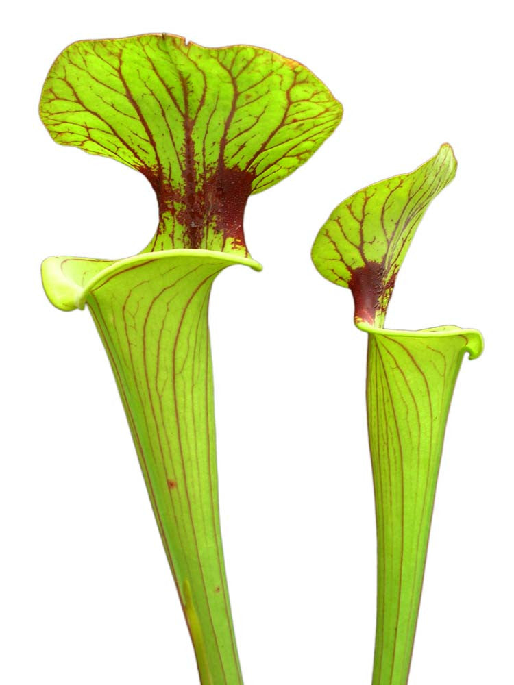 Sarracenia flava var. ornata (Potterton & Martin)