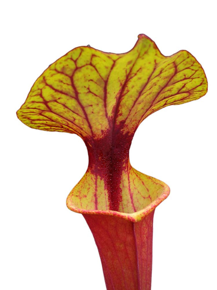 Sarracenia flava var. rubricorpora F226 MK