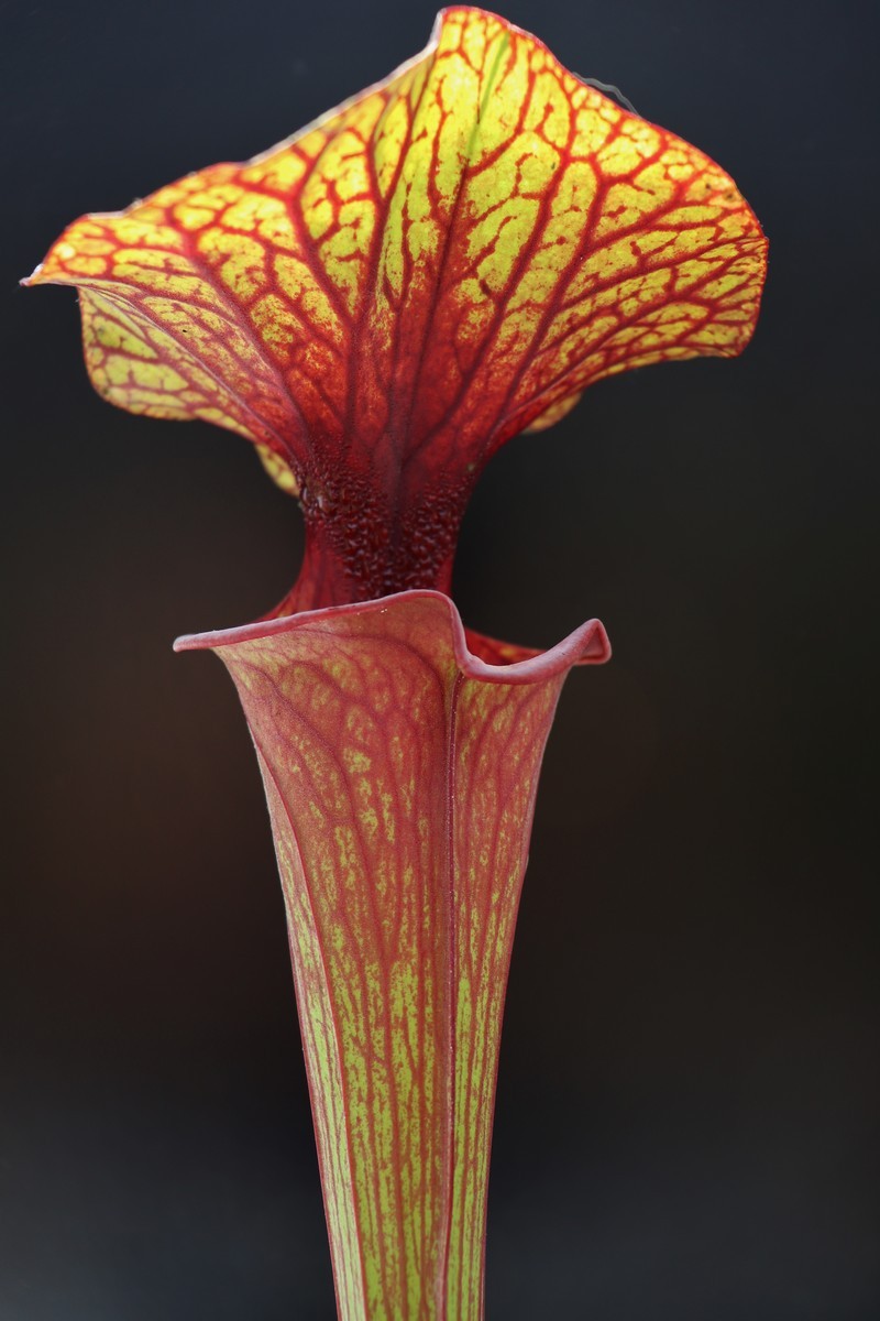Sarracenia flava var. rubricorpora F28 J Srba