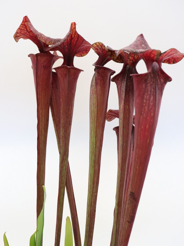 Sarracenia flava var. rubricorpora FL104 RVL purple tube