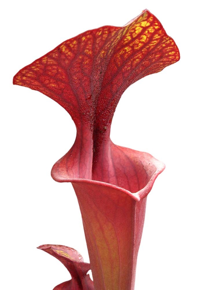 Sarracenia flava var. rubricorpora FL85 RVL