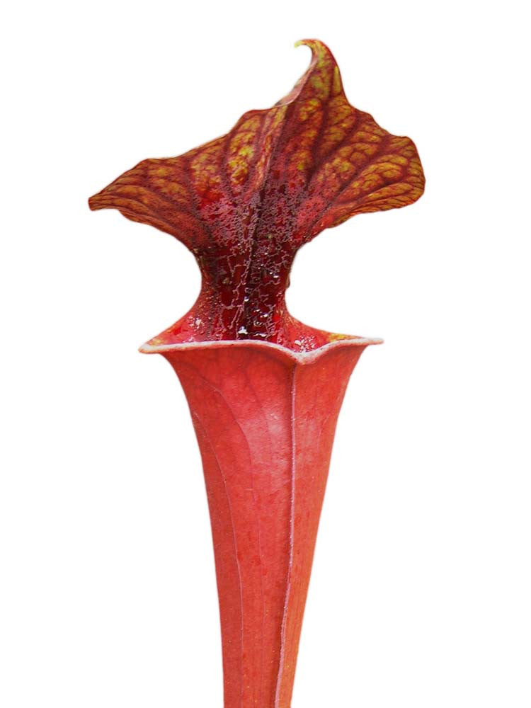 Sarracenia flava var. rubricorpora FL86 RVL