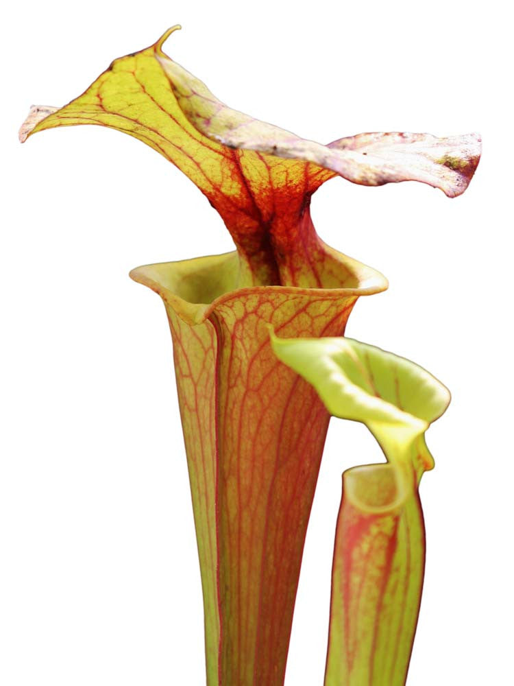 Sarracenia flava var. rubricorpora F Rub 03 PJ plants