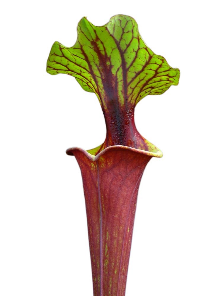 Sarracenia flava var. rubricorpora (Extreme plants)