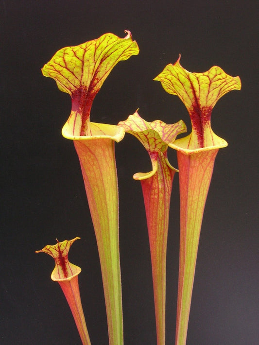 Sarracenia flava var. rubricorpora  F161 MK