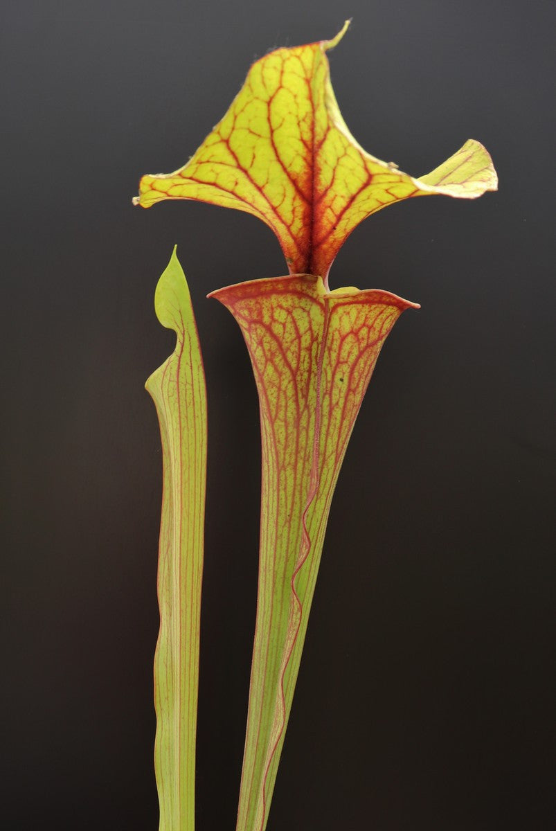 Sarracenia flava var. rubricorpora F89 MK